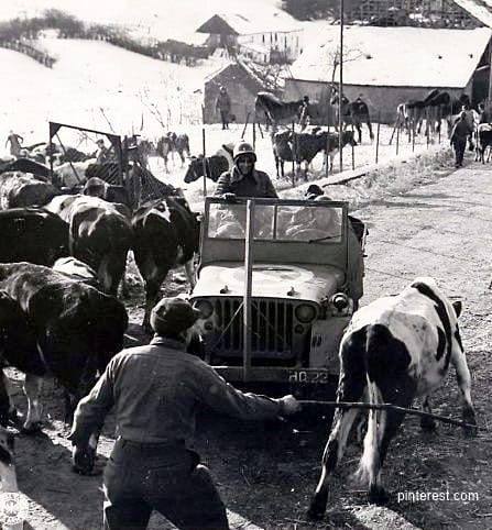 willys jeep and cattle