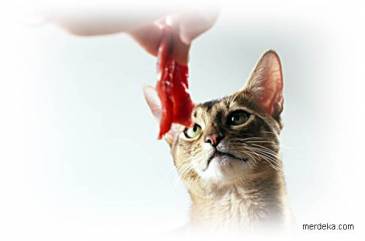 Cara Tepat Berikan Daging Sapi pada Kucing Peliharaan