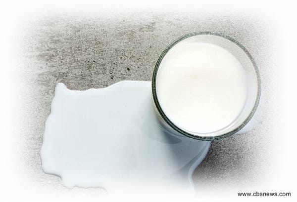 Cara Memasak Susu Sapi Murni Yang Benar