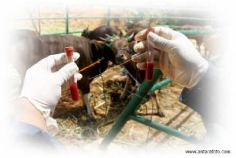 How Protecting Your Beef Cattle Australia to the Veterinary Clinic Routinely Can Save Your Business