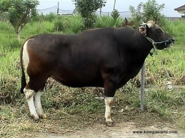 Easy to Breed is the Superiority of Bali Cattle