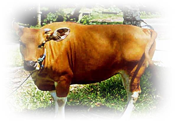 Bali cattle national asset that needs to be preserved