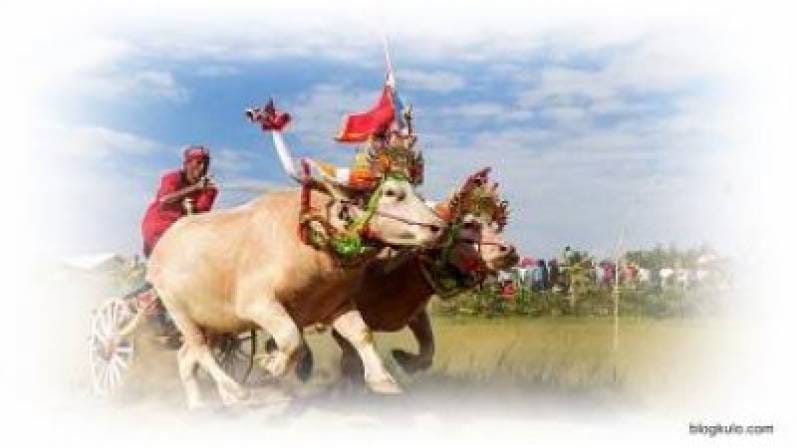 &quot;Makepung Jembrana&quot;, A Well-known and Unique Tradition of Buffalos Race in Bali Indonesia